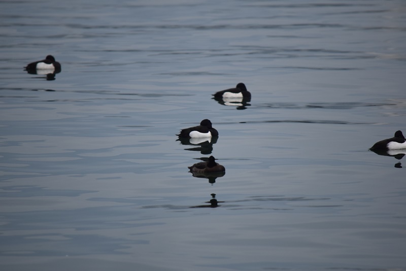 DSC_0743.JPG DSC_0743.JPG