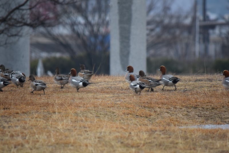DSC_0748.JPG DSC_0748.JPG