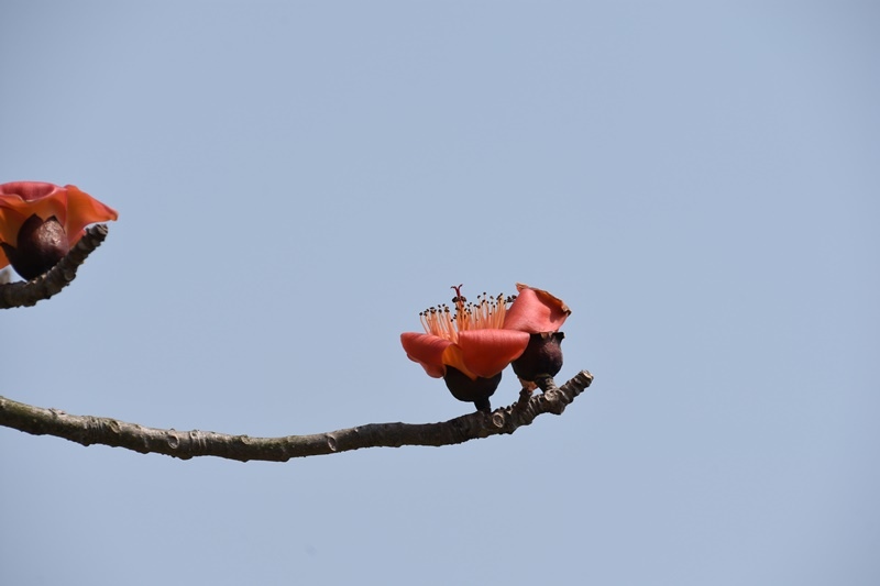 DSC_0732.JPG DSC_0732.JPG