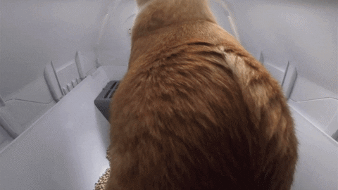 ai-litter-box-cat-recognition.gif