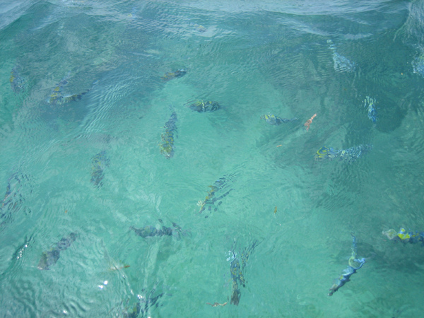 一餵麵包，一堆魚圍過來