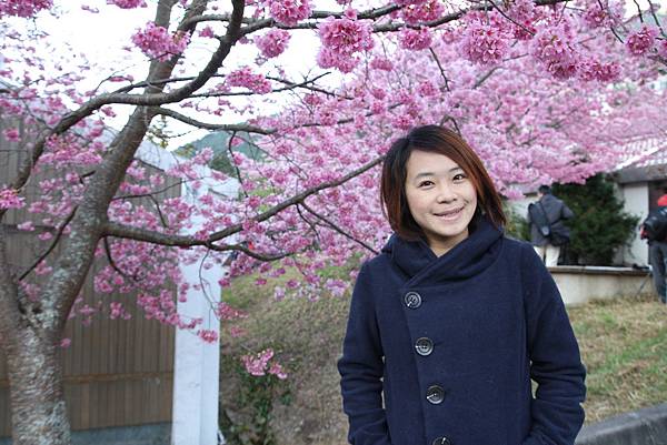醫療站前的櫻花林已經盛開了