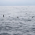離開龜山島後的五海哩找到了鯨豚的蹤跡了!!