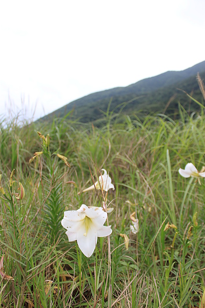 百合花