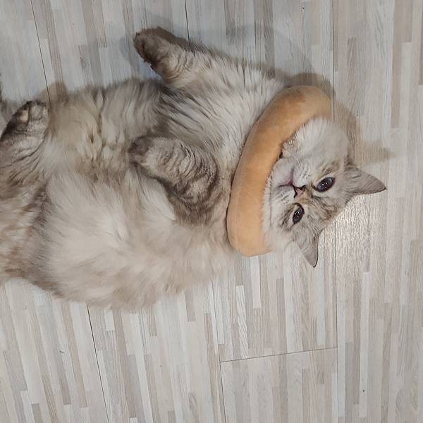 20211113_155412.jpg 20211113_155412.jpg