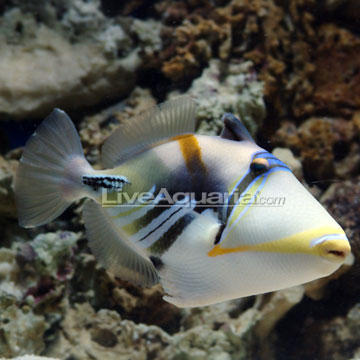 Picasso Triggerfish