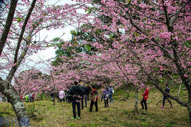 高雄 霧の二集團櫻花 山櫻 河津櫻 公園 東溪綠園道 阿凡端 私房景點 痞客邦