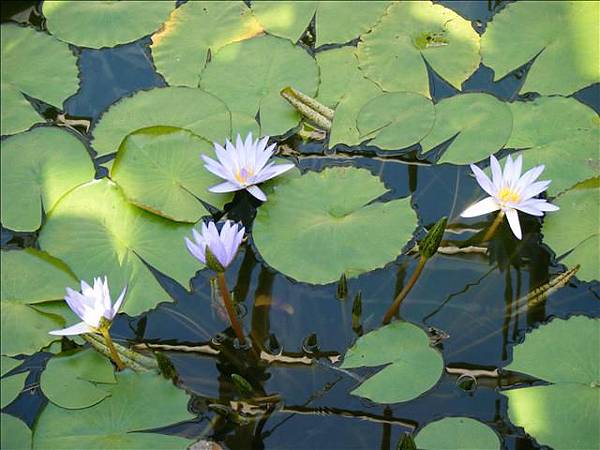 藍色蓮花