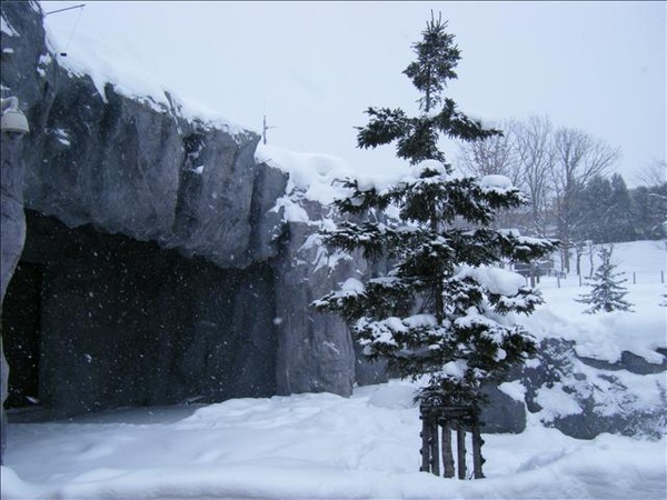 大雪中的旭山動物園