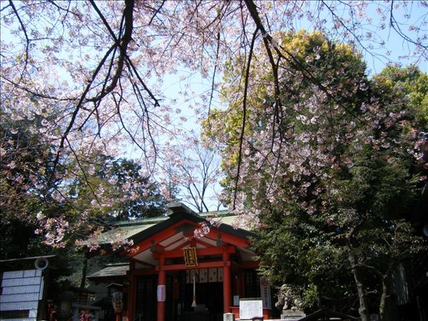 神社的櫻花