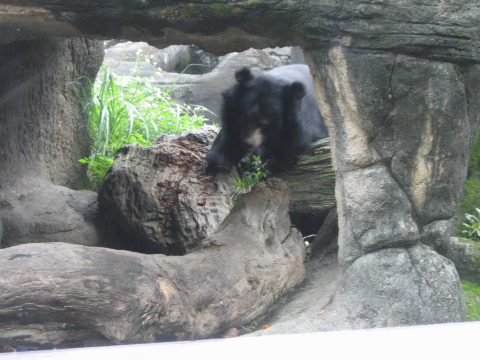 園內少數還在動的動物之一