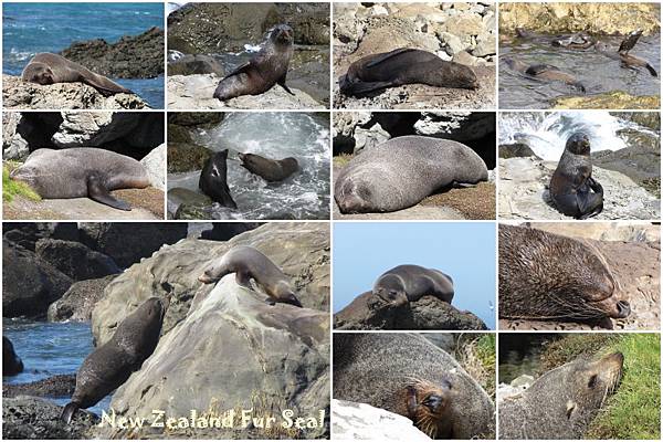 043 fur seal