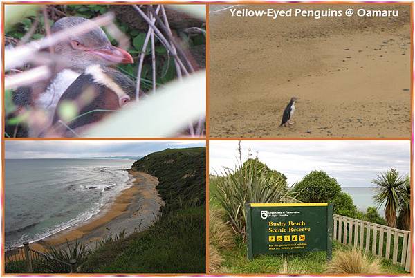 047 Yellow-eyed penguin