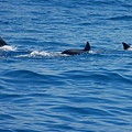 DSC_4637.jpg