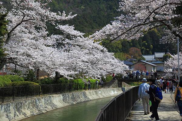 2014 日本櫻花前線情報 關西篇 4 1 斬斷謠言 賴小賴的旅遊日誌 痞客邦