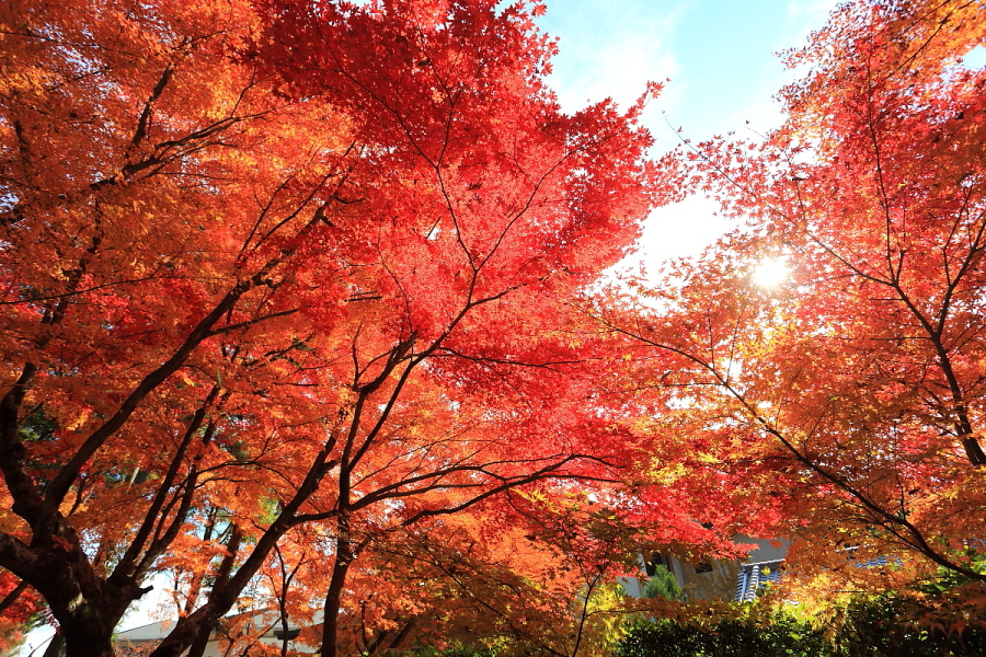 12 12 關西 秋末一個人的紅葉行 京都光明寺 美到無法言喻的紅葉參道 賴小賴的旅遊日誌 痞客邦