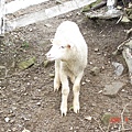 羊羊2