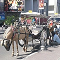 當地的觀光馬車