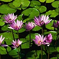 lotus