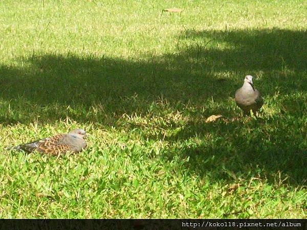 102.10.7 228公園-金背鳩.JPG