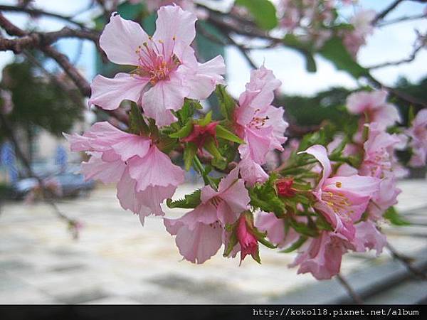 102.10.10 玻工館- 櫻花8.JPG