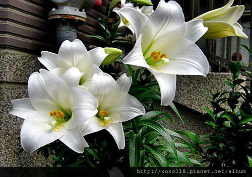 100 5 8 百合 繁星的冥想世界 痞客邦