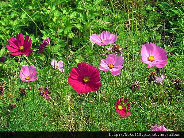 102.10.27 寶山-大波斯菊12.jpg