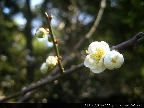 103.1.1 清華大學梅園-梅花47.JPG