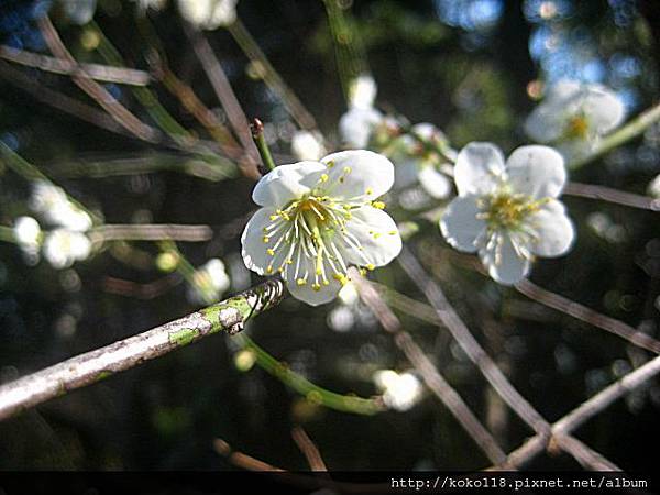 103.1.1 清華大學梅園-梅花48.JPG