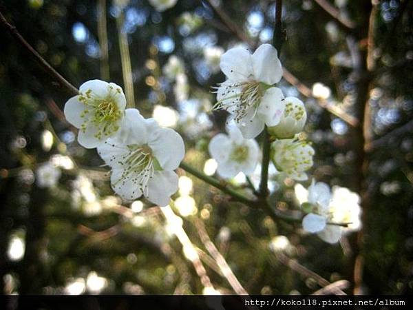 103.1.1 清華大學梅園-梅花55.JPG