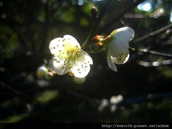 103.1.1 清華大學梅園-梅花58.JPG