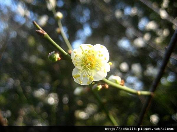 103.1.1 清華大學梅園-梅花62.JPG