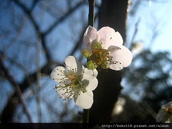 103.1.1 清華大學梅園-梅花3.JPG