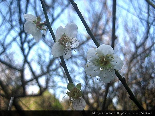 103.1.1 清華大學梅園-梅花5.JPG