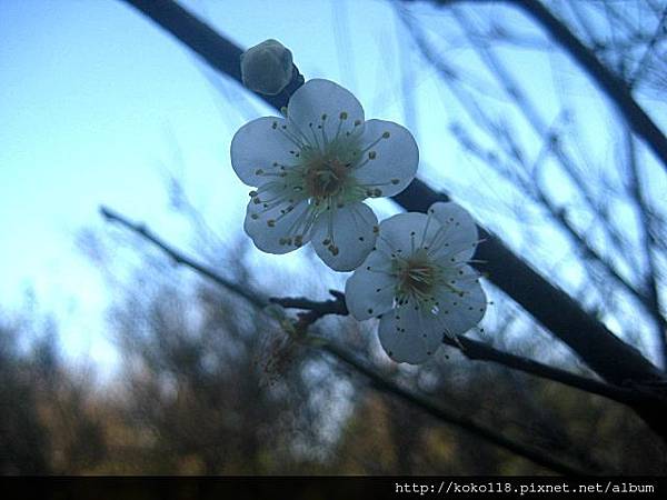 103.1.1 清華大學梅園-梅花13.JPG