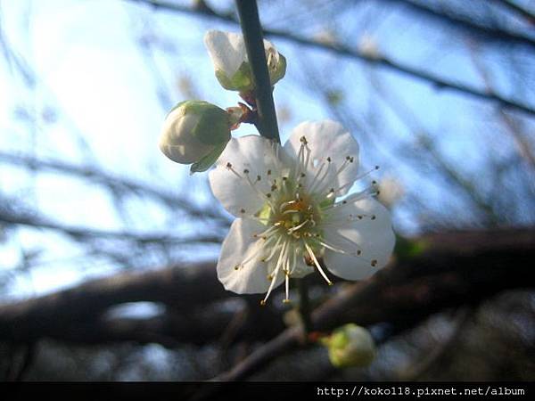 103.1.1 清華大學梅園-梅花20.JPG