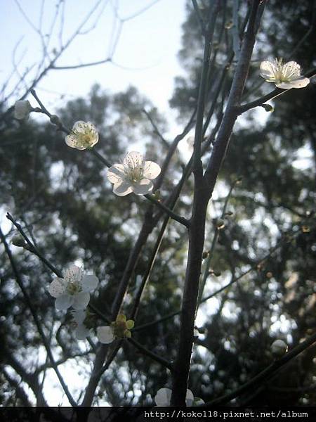 103.1.1 清華大學梅園-梅花27.JPG