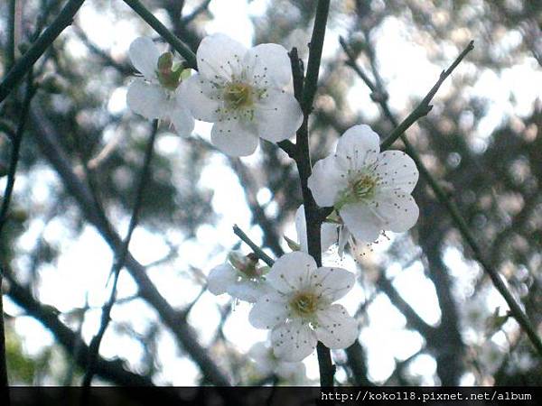 103.1.1 清華大學梅園-梅花37.JPG