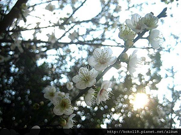 103.1.18 府後街停車場公園- 梅花5.JPG