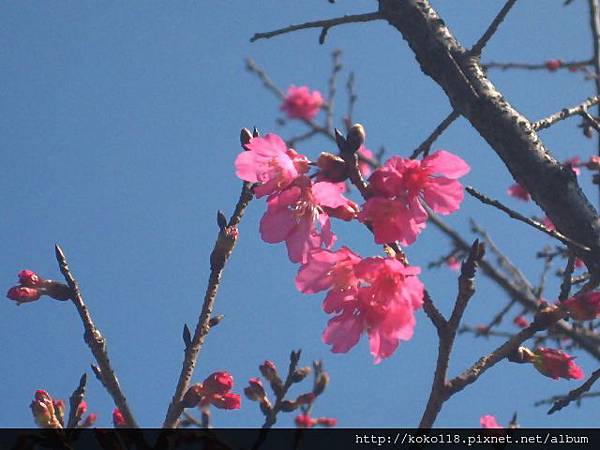 103.2.1 初二-新竹公園-櫻花14.JPG