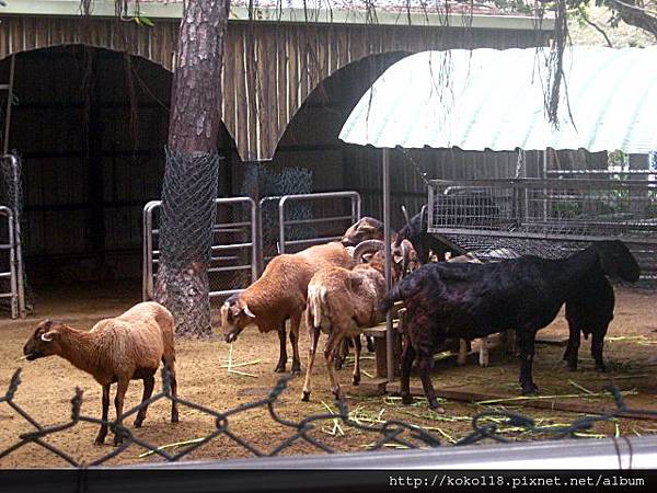 103.2.2 新竹市立動物園- 黑肚綿羊.JPG