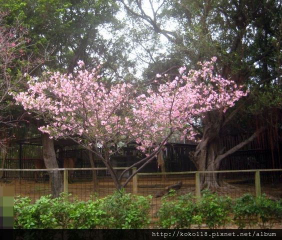 103.2.2 新竹市立動物園- 櫻花.JPG