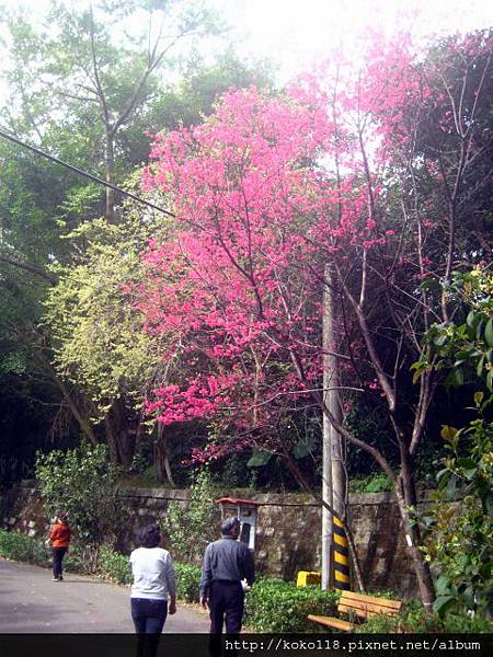 103.2.3 十八尖山- 山櫻花8.JPG