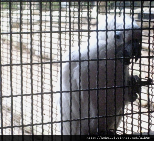 103.2.2 新竹市立動物園- 大巴丹.JPG