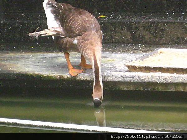 103.2.2 新竹市立動物園- 中國鵝.JPG