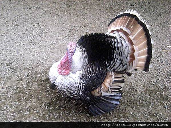 103.2.2 新竹市立動物園- 火雞.JPG