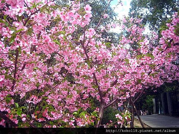 103.2.4 年初五-新竹公園-櫻花38.JPG