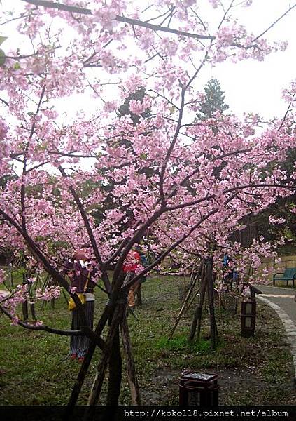 103.2.8 新竹公園-河津櫻20.JPG