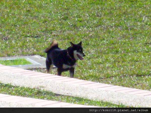 103.2.21 新竹公園-狗.JPG