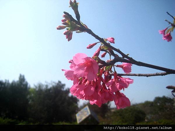 103.2.28 新竹公園-山櫻花17.JPG